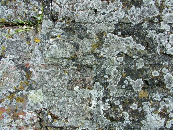 Лечение псориаза