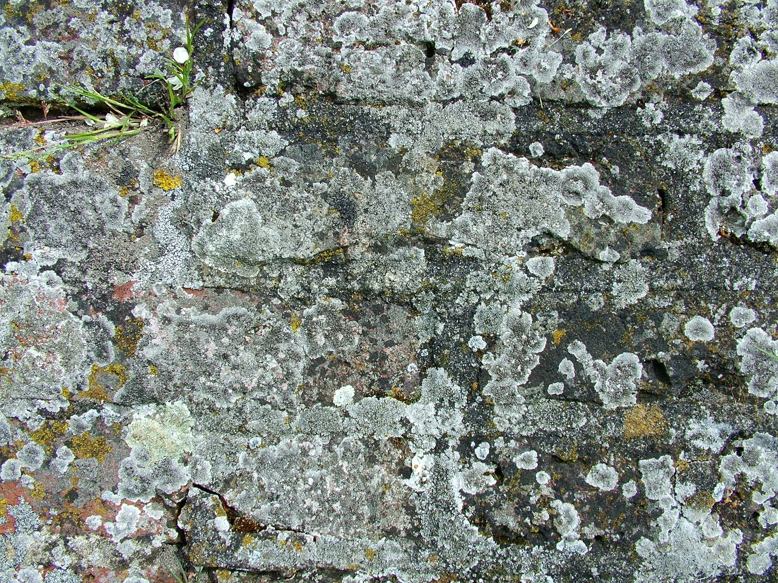 Лечение псориаза