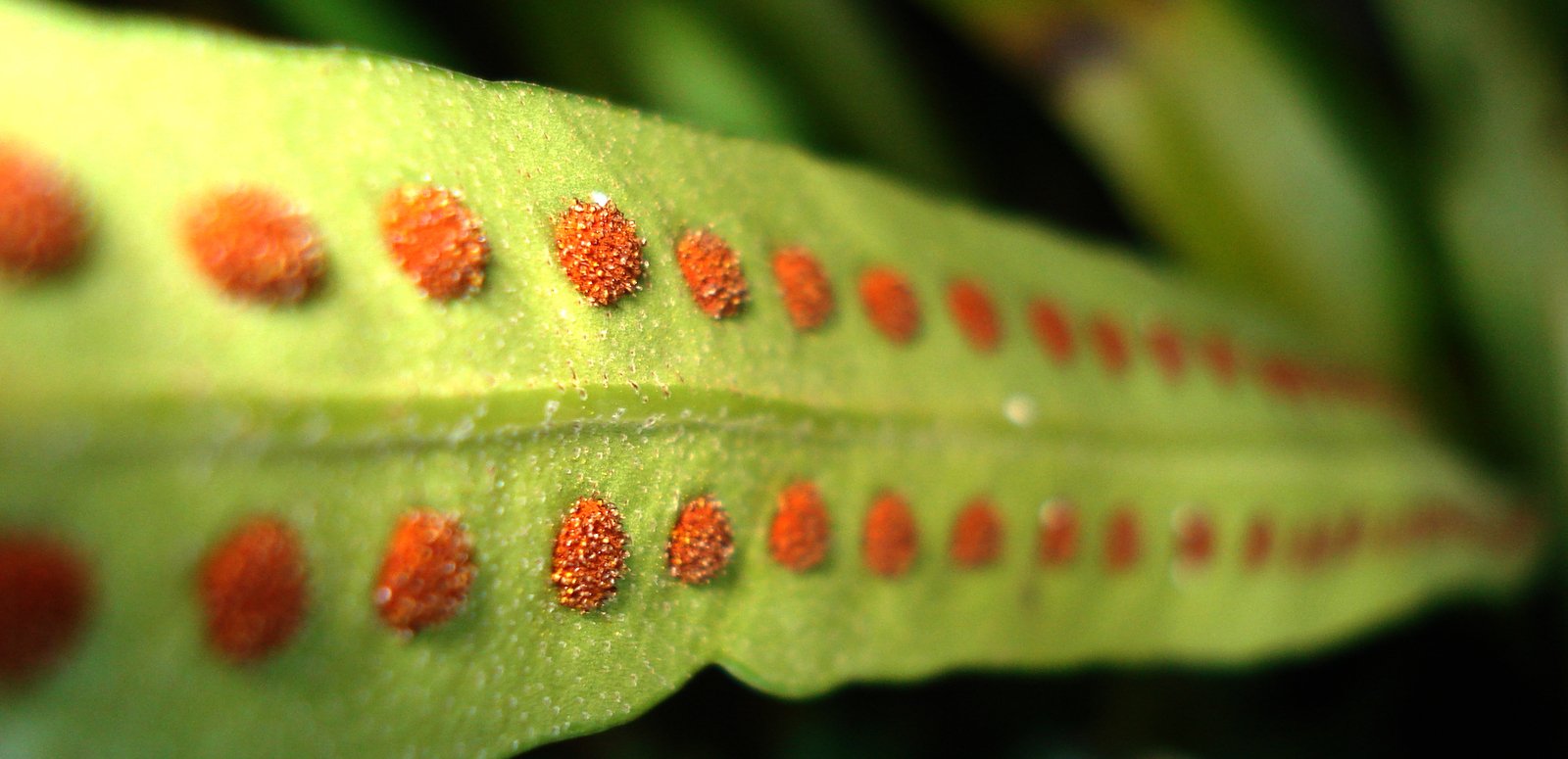 Лечение акне